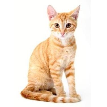 Répulsif Chat : Vous en avez assez que votre chat empiète partout chez vous?