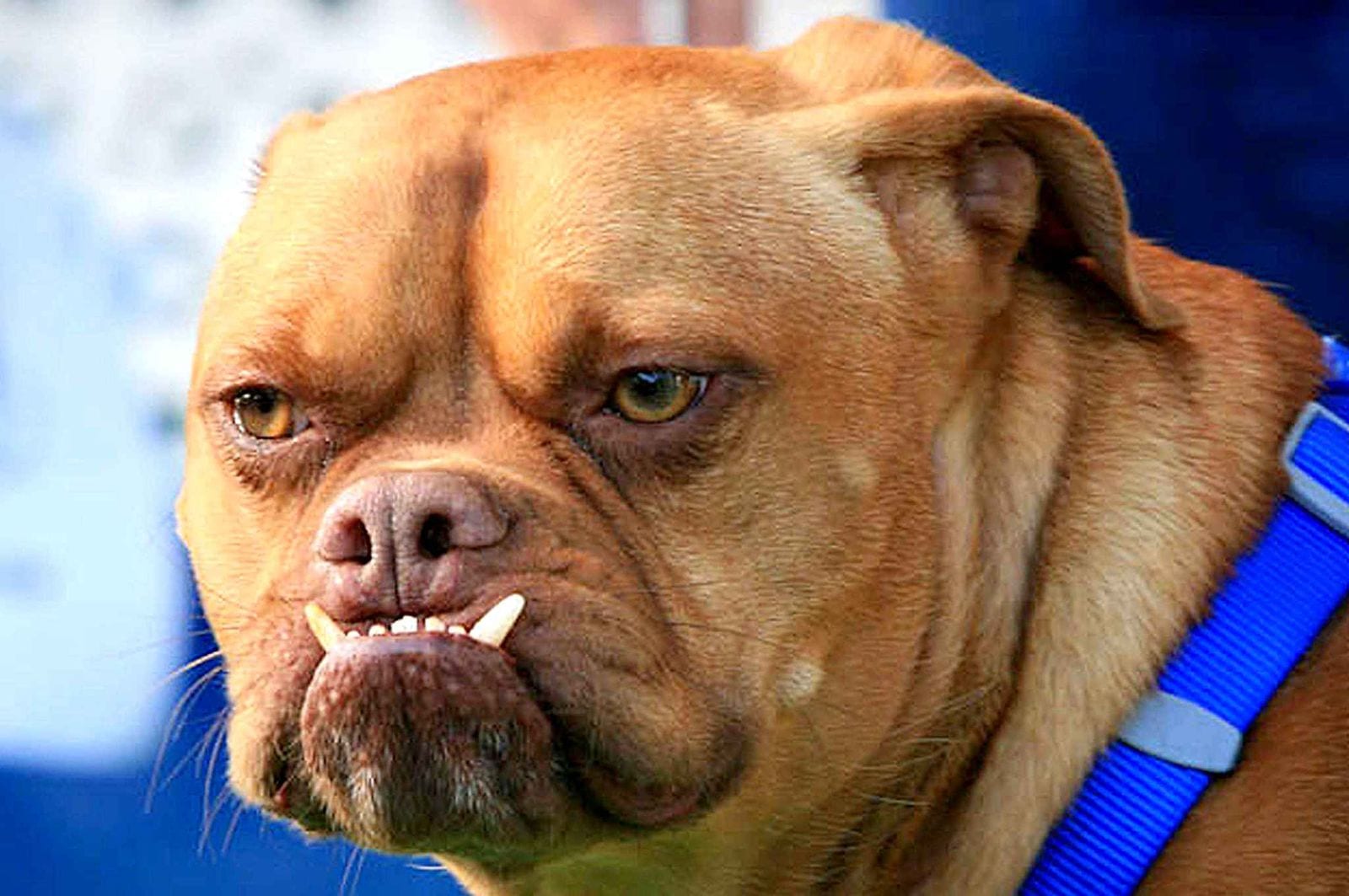 Woopets : Pourquoi ce chien ?